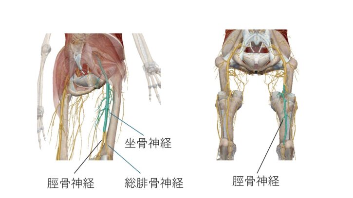 坐骨脛骨総腓骨神経